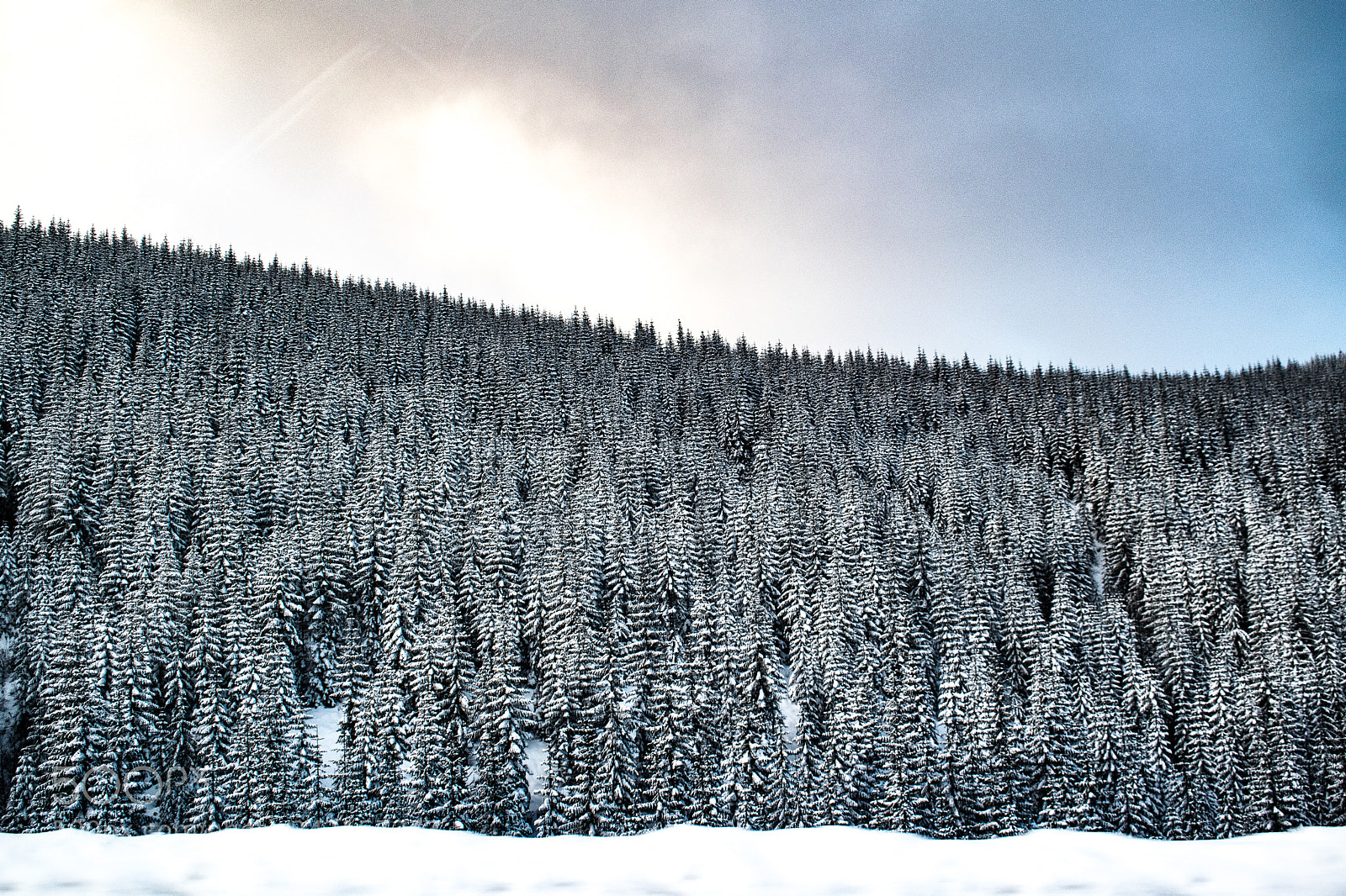 Nikon D5600 sample photo. Discover washington photography