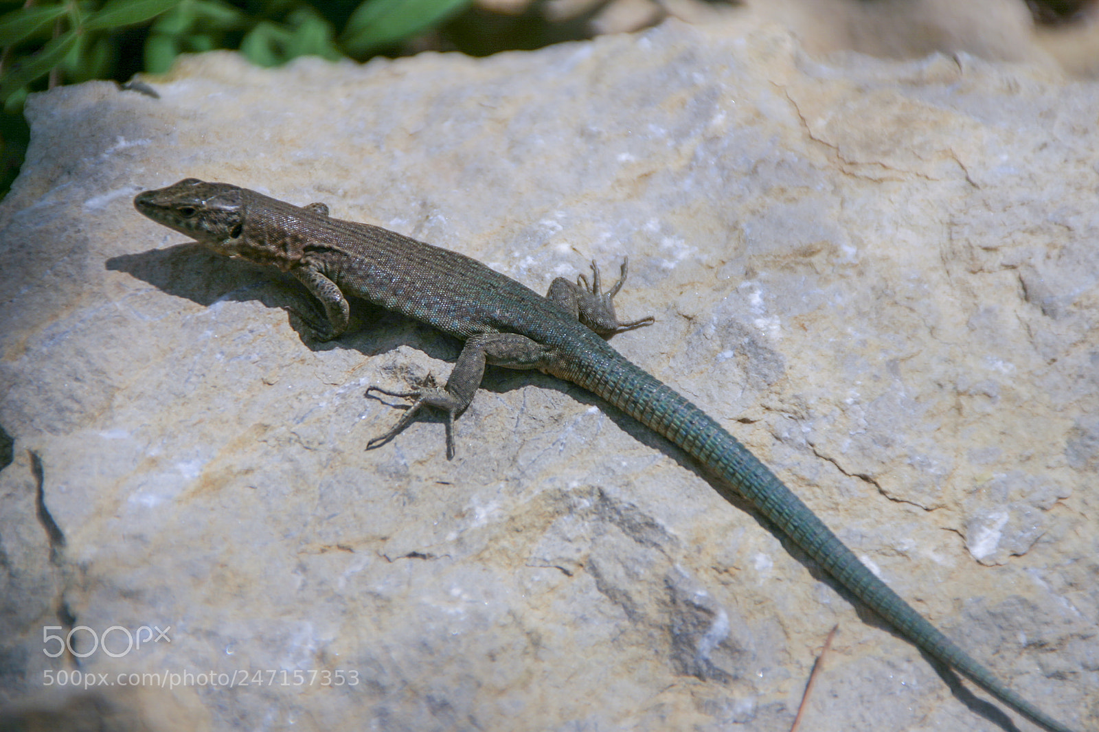 Canon EOS 10D sample photo. Isla dragonera photography