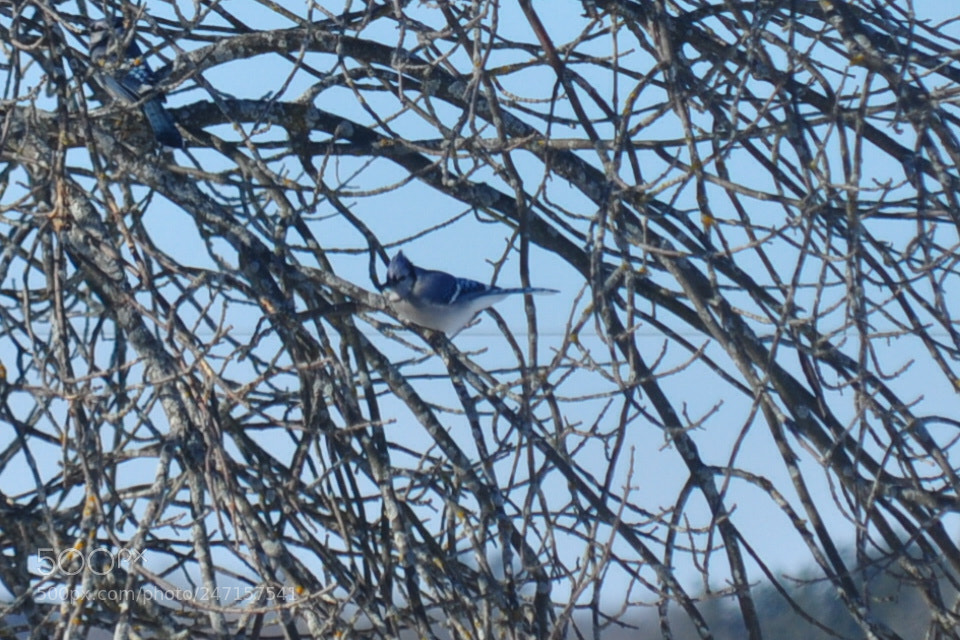 Nikon D5000 sample photo. Mr. bluejay photography
