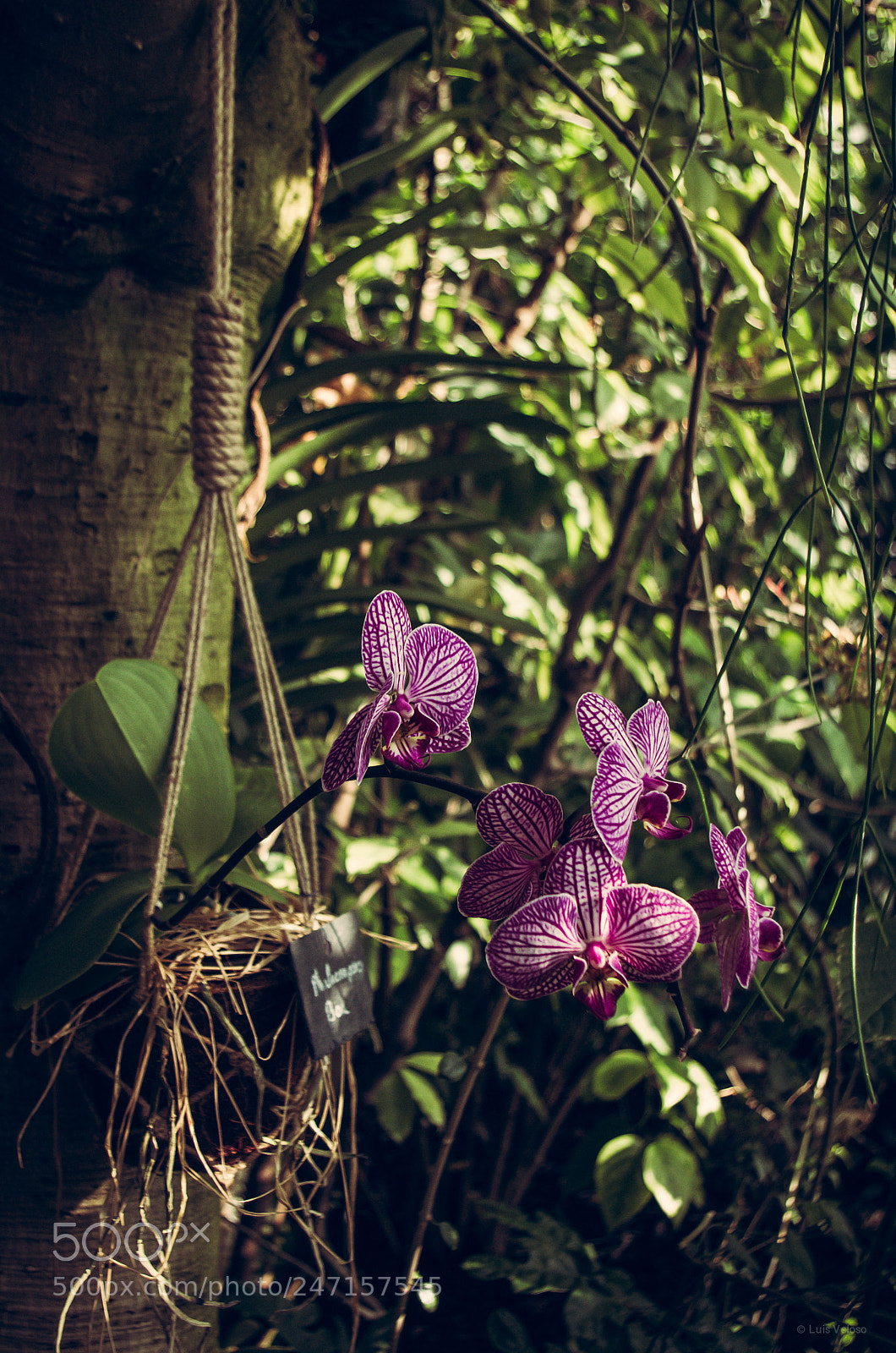 Pentax K-30 sample photo. Blooming photography