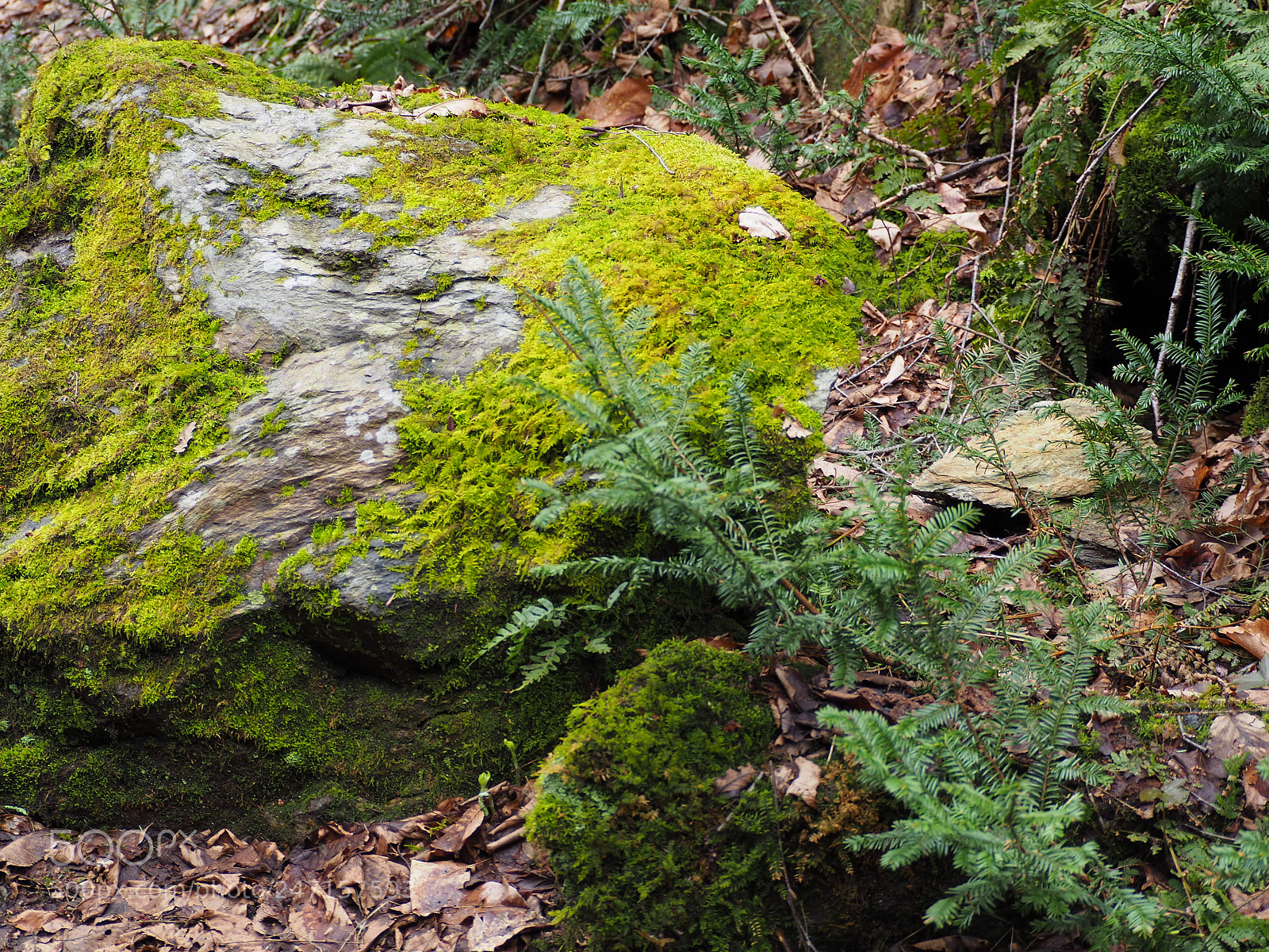 Olympus OM-D E-M10 II sample photo. Moss cover stone photography