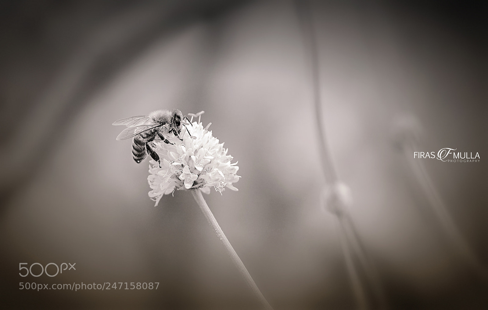 Nikon D7100 sample photo. The bee photography