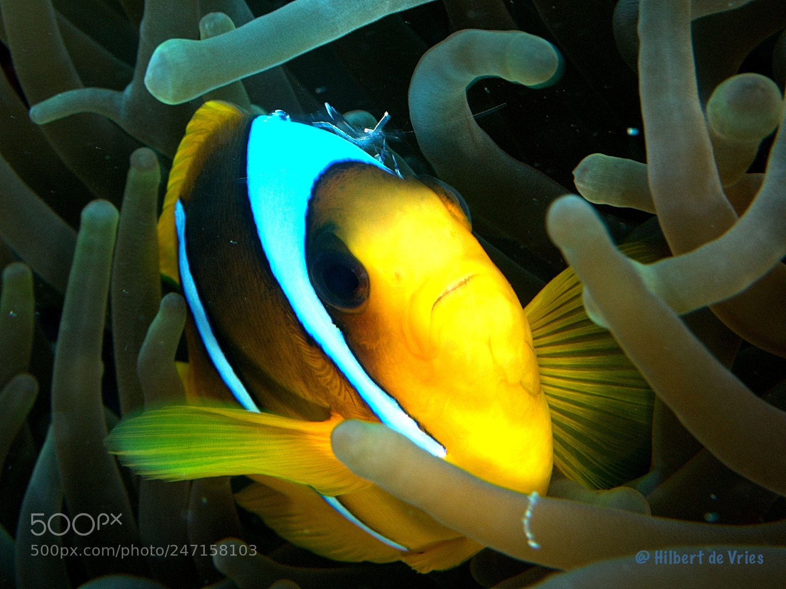 Olympus PEN E-PL7 sample photo. Clownfish with a shrimp photography