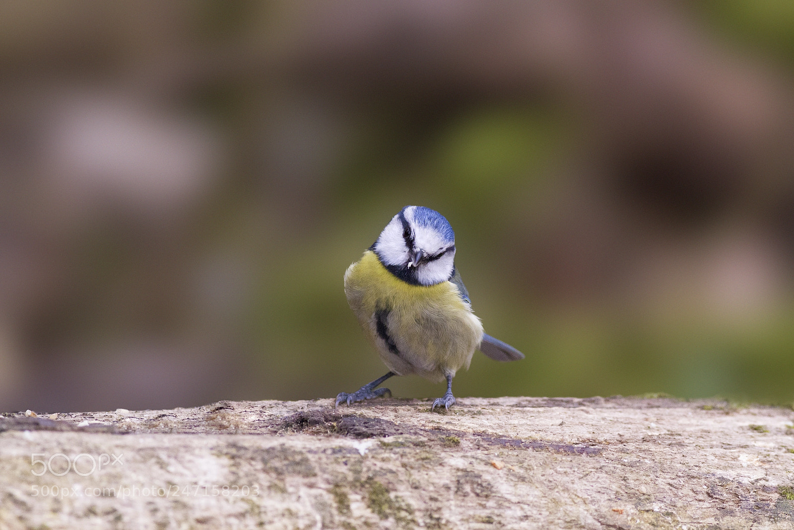 Canon EOS 7D sample photo. Modeling blue tit photography
