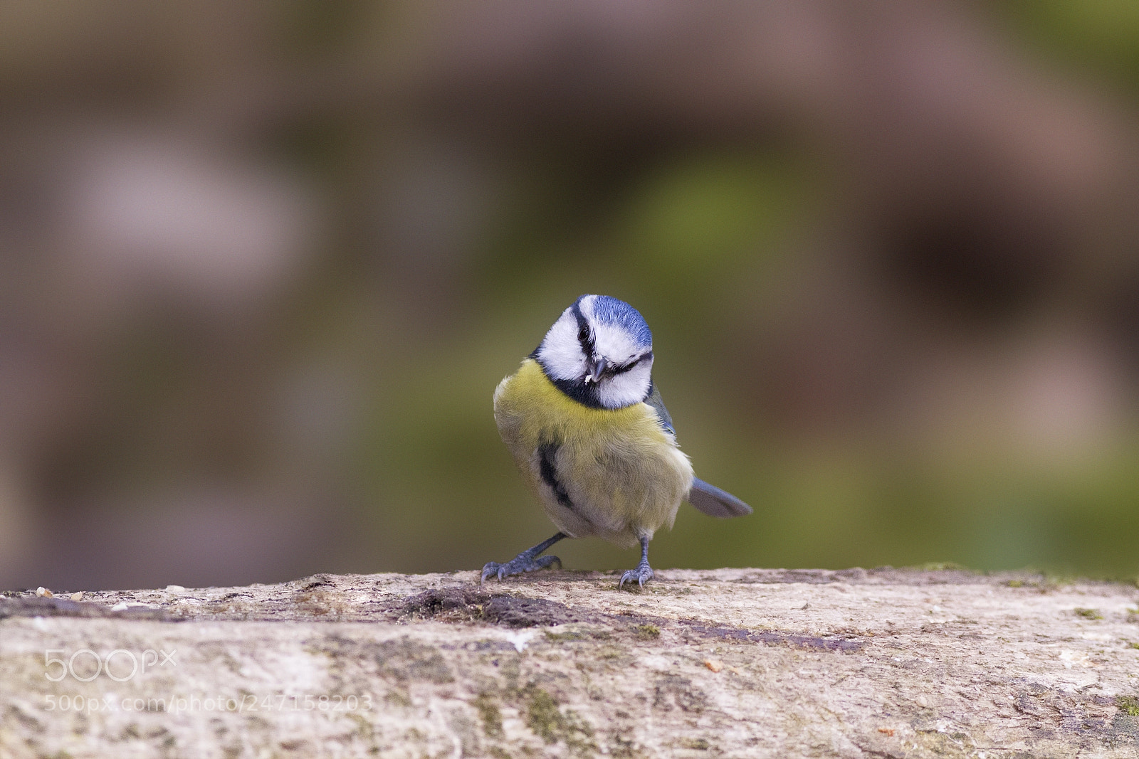Canon EOS 7D sample photo. Modeling blue tit photography