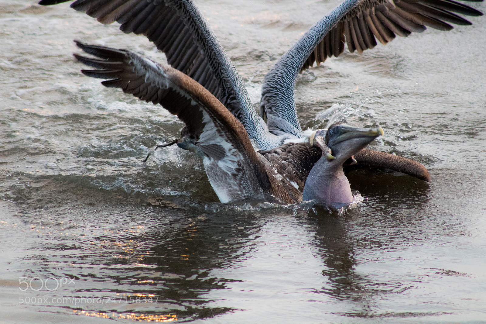 Canon EOS 1300D (EOS Rebel T6 / EOS Kiss X80) sample photo. Pelican photography