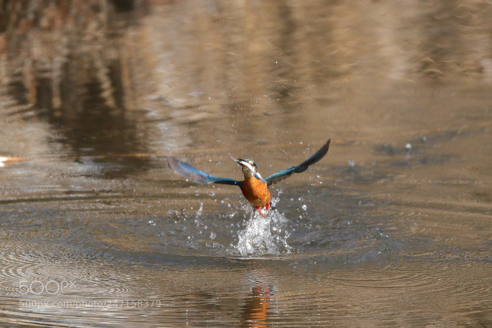 Canon EOS 7D Mark II sample photo. Kingfisher 2956 photography