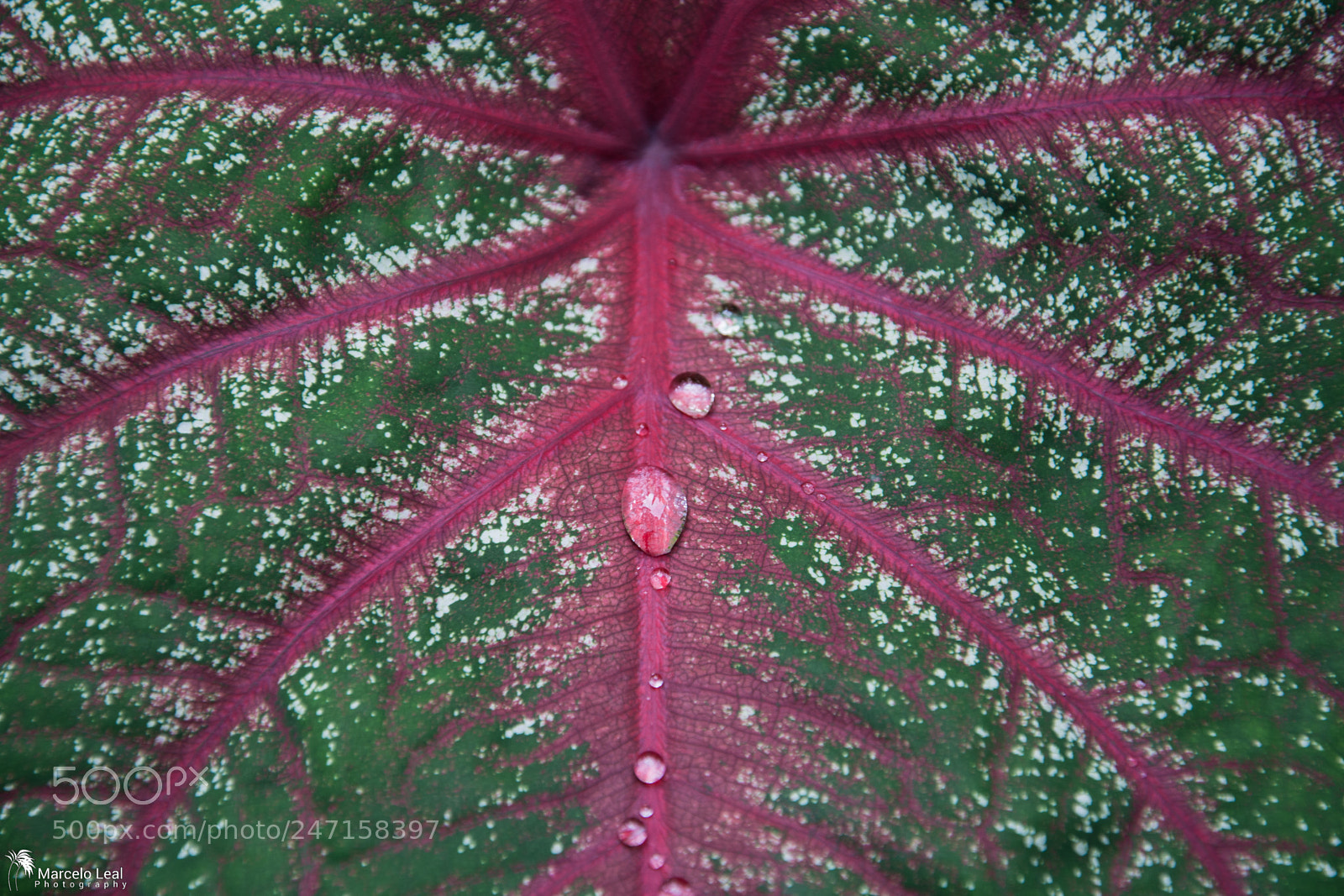Nikon D7100 sample photo. Fragments of nature - 13 photography