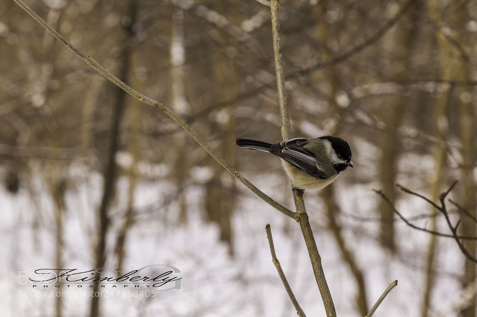Canon EOS 7D sample photo. Black capped chickadee photography