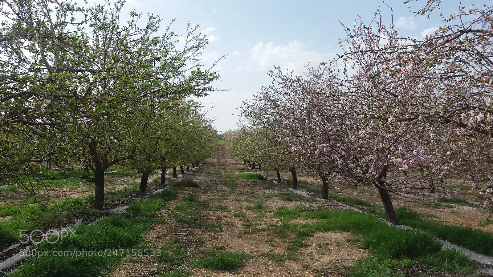 Samsung Galaxy J5 sample photo. миндаль...цветущий февраль photography
