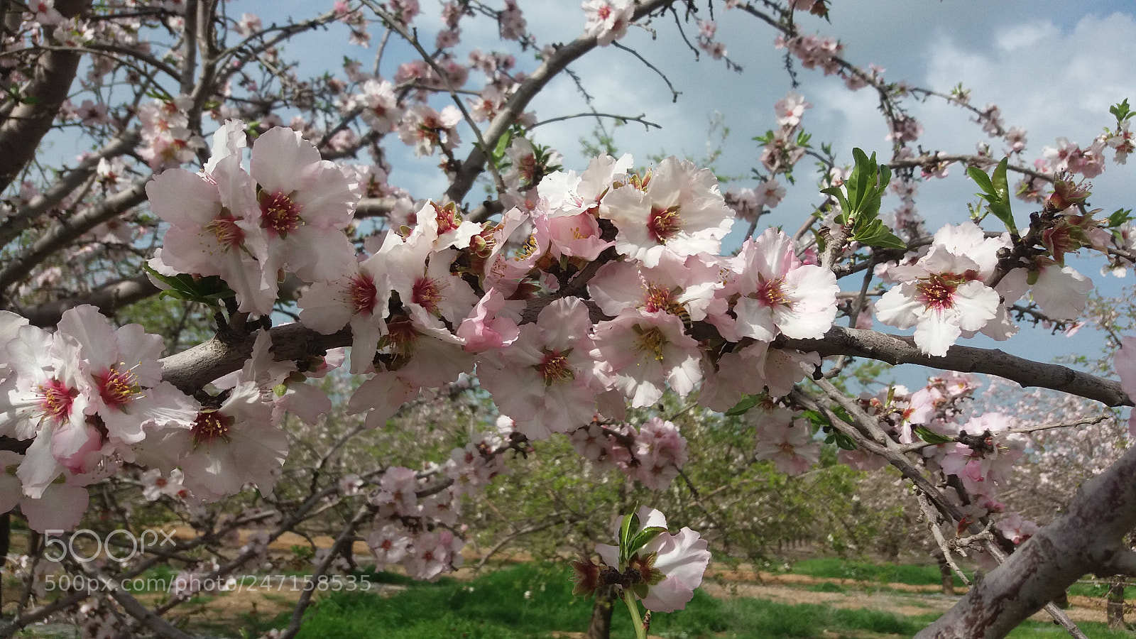 Samsung Galaxy J5 sample photo. миндальная нежность photography