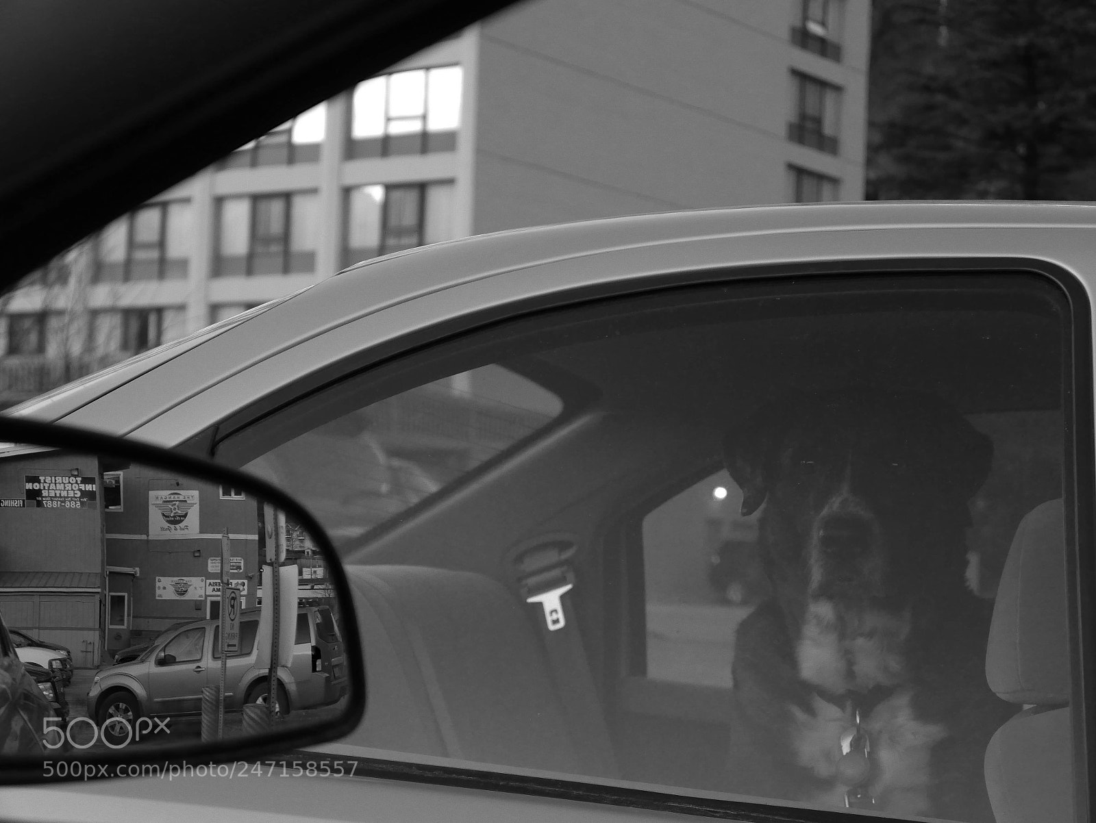Panasonic Lumix DMC-G7 sample photo. One's best friend photography