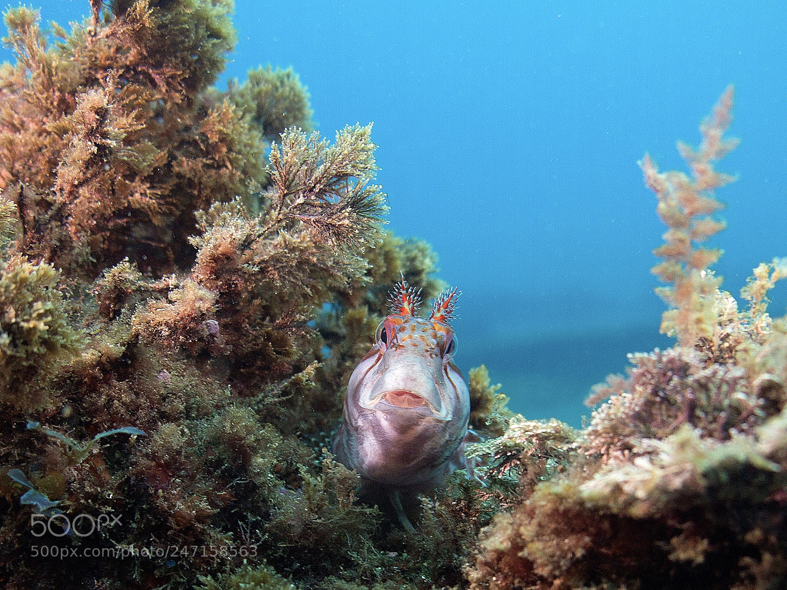 Olympus PEN E-PL3 sample photo. Blenny posing for camera photography