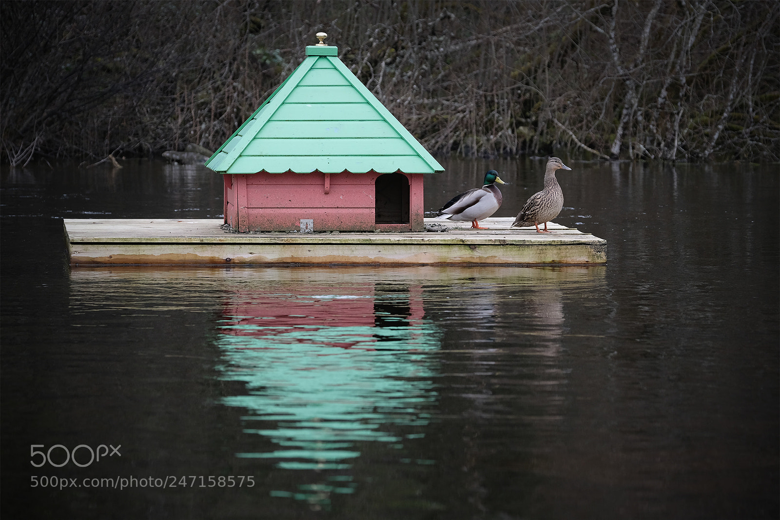Fujifilm X-T2 sample photo. In the duck house photography