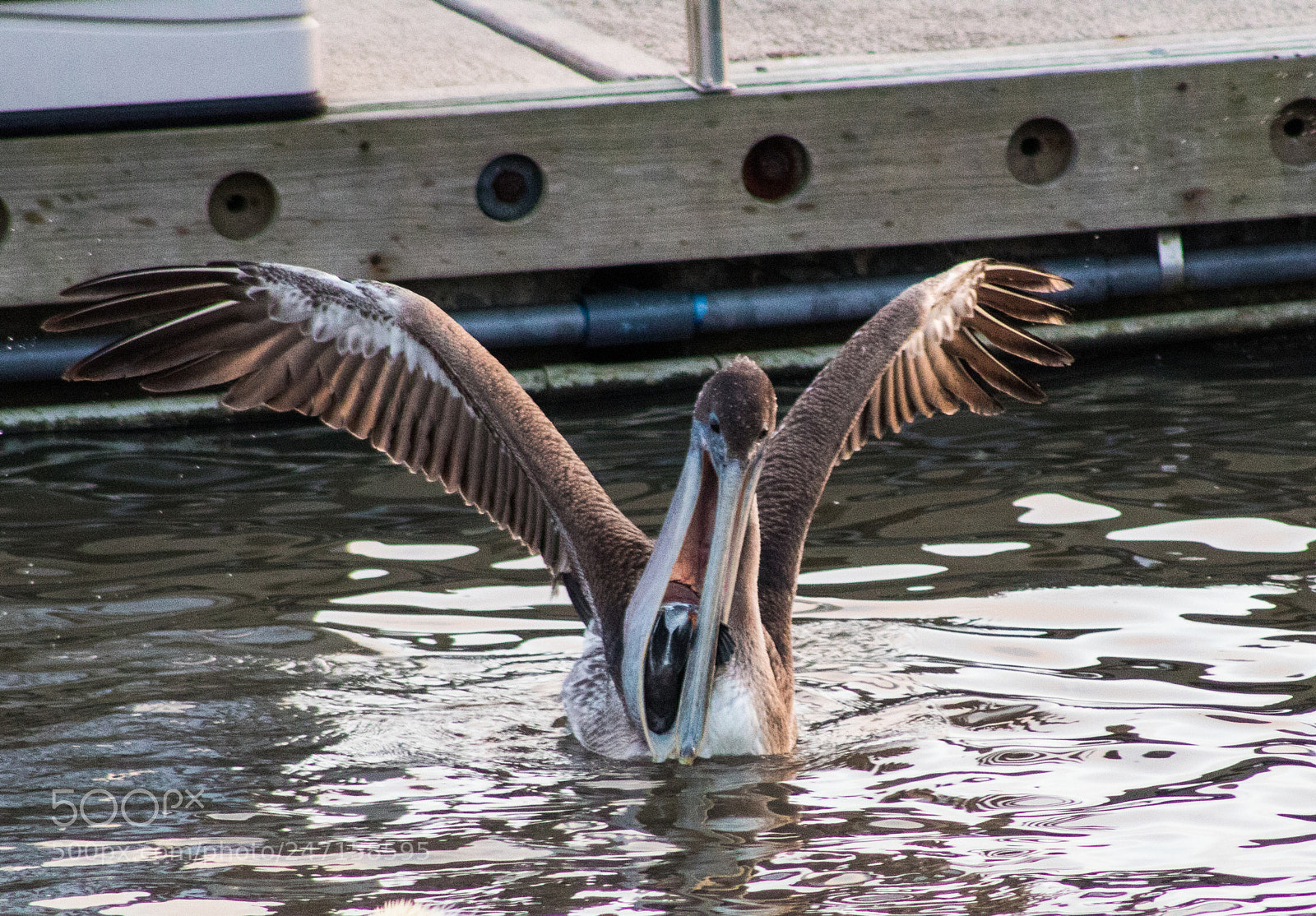 Canon EOS 1300D (EOS Rebel T6 / EOS Kiss X80) sample photo. Pelican photography
