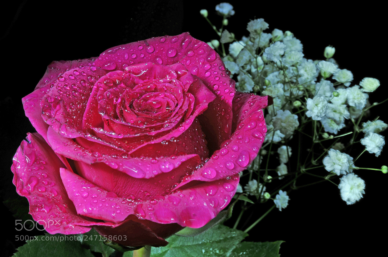 Nikon D300 sample photo. Valentine rose photography