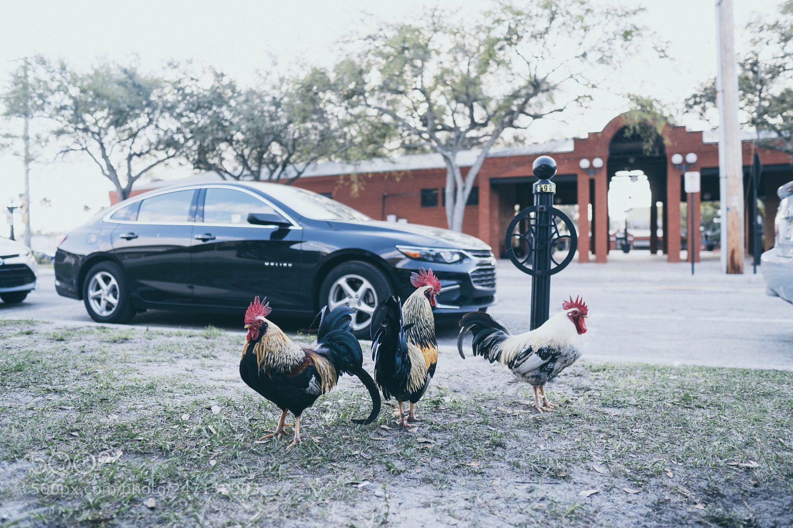 Sony a6500 sample photo. Ybor city roosters photography