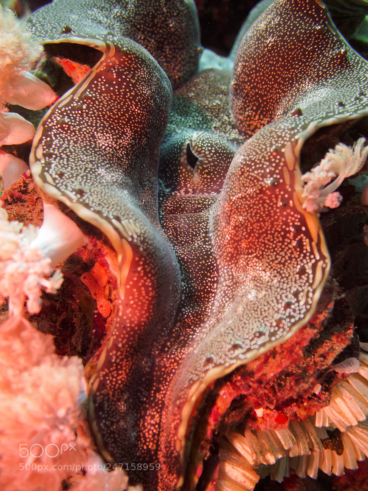 Olympus PEN E-PL3 sample photo. Giant  clam photography