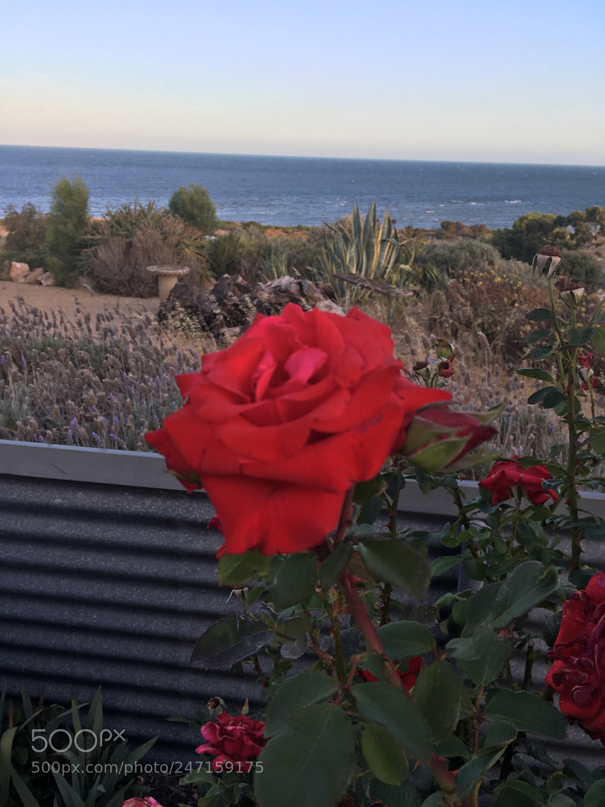 Apple iPhone SE sample photo. Rose photography
