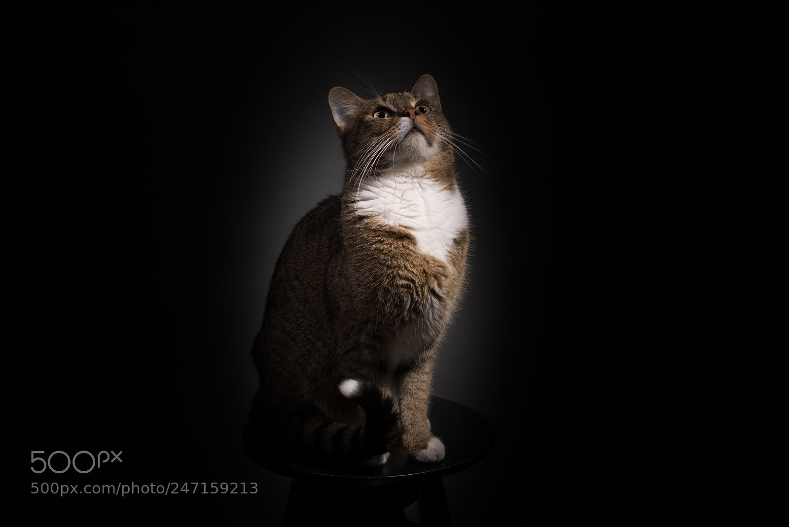 Nikon D800 sample photo. Shalaby.jpg photography