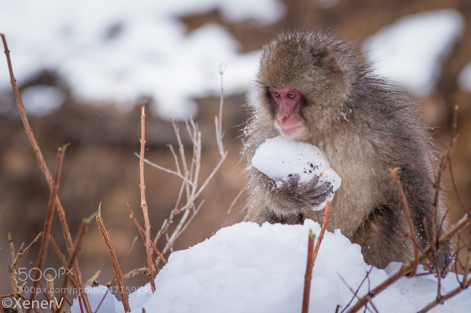 Canon EOS 80D sample photo. Snow monkey photography