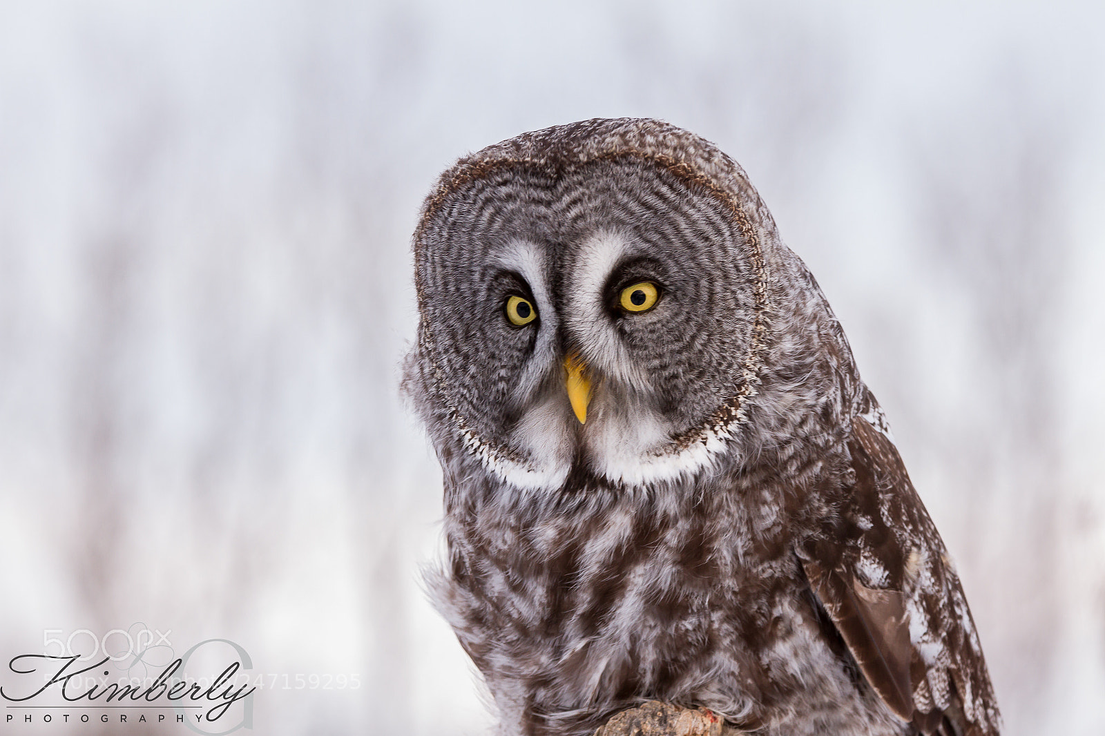 Canon EOS 7D sample photo. Barred owl photography