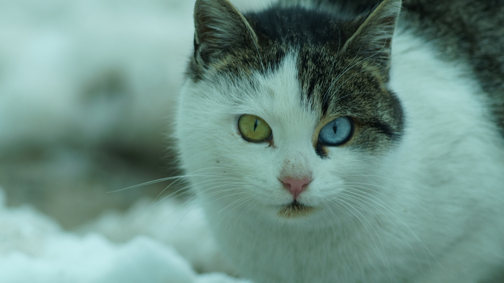 Sony 75-300mm F4.5-5.6 sample photo. Green and blue photography