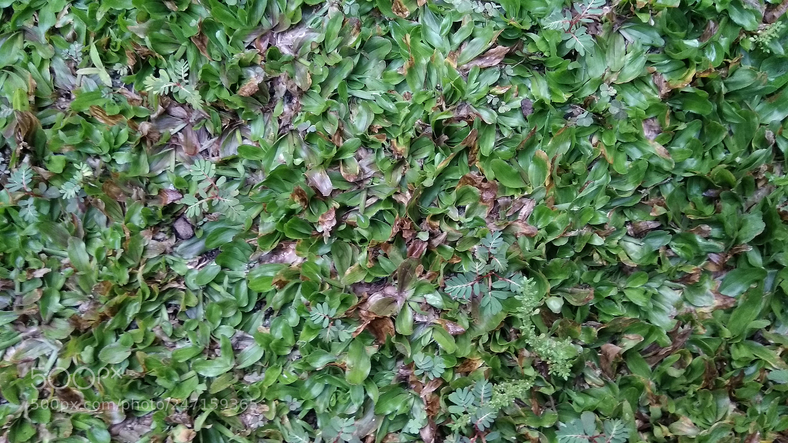 Xiaomi Redmi Note 4 sample photo. Grassroad photography