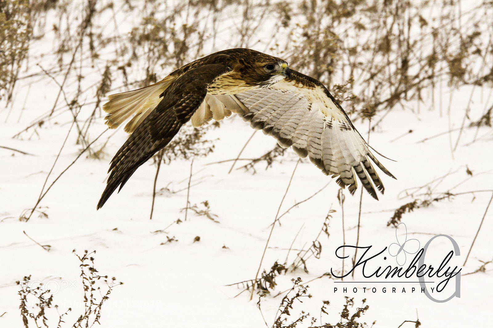 Canon EOS 7D sample photo. Red tailed hawk photography