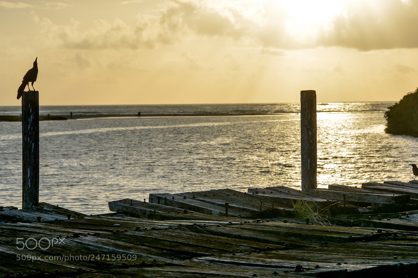 Nikon D7100 sample photo. Chants du matin photography