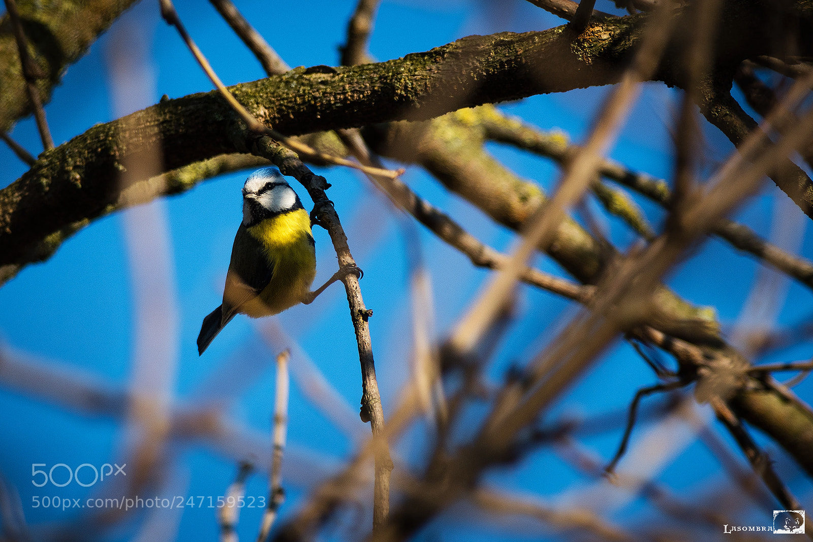 Nikon D810 sample photo. Blue tit photography
