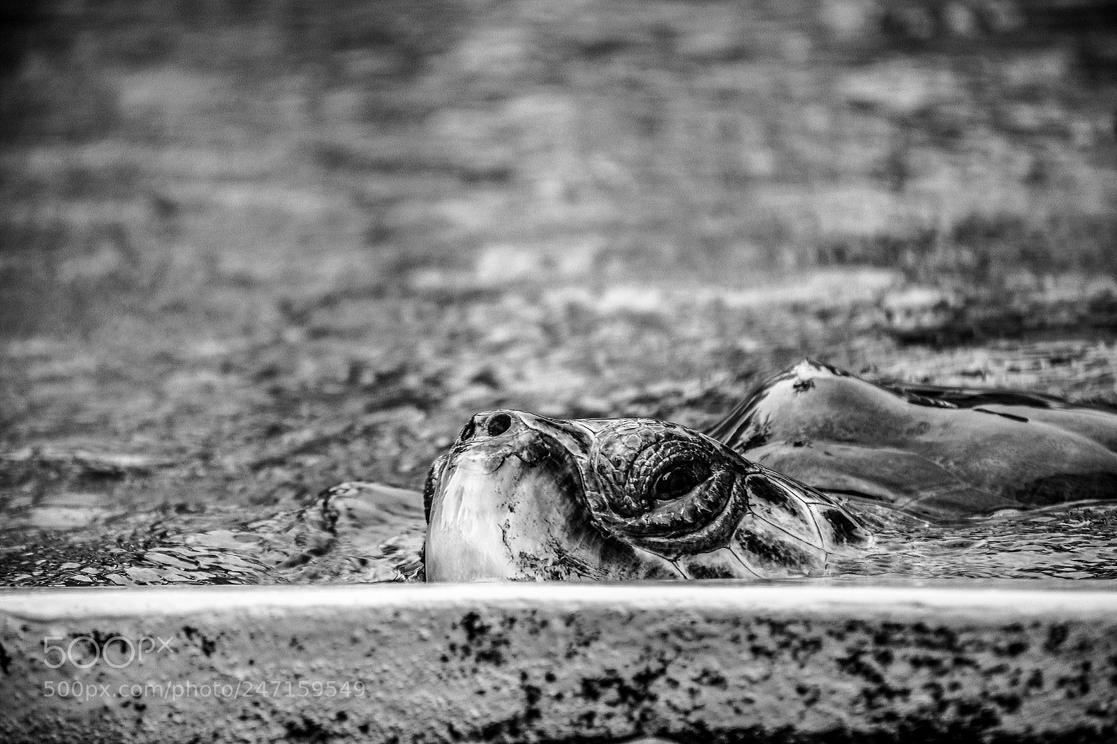 Nikon D7200 sample photo. Turtle eye photography