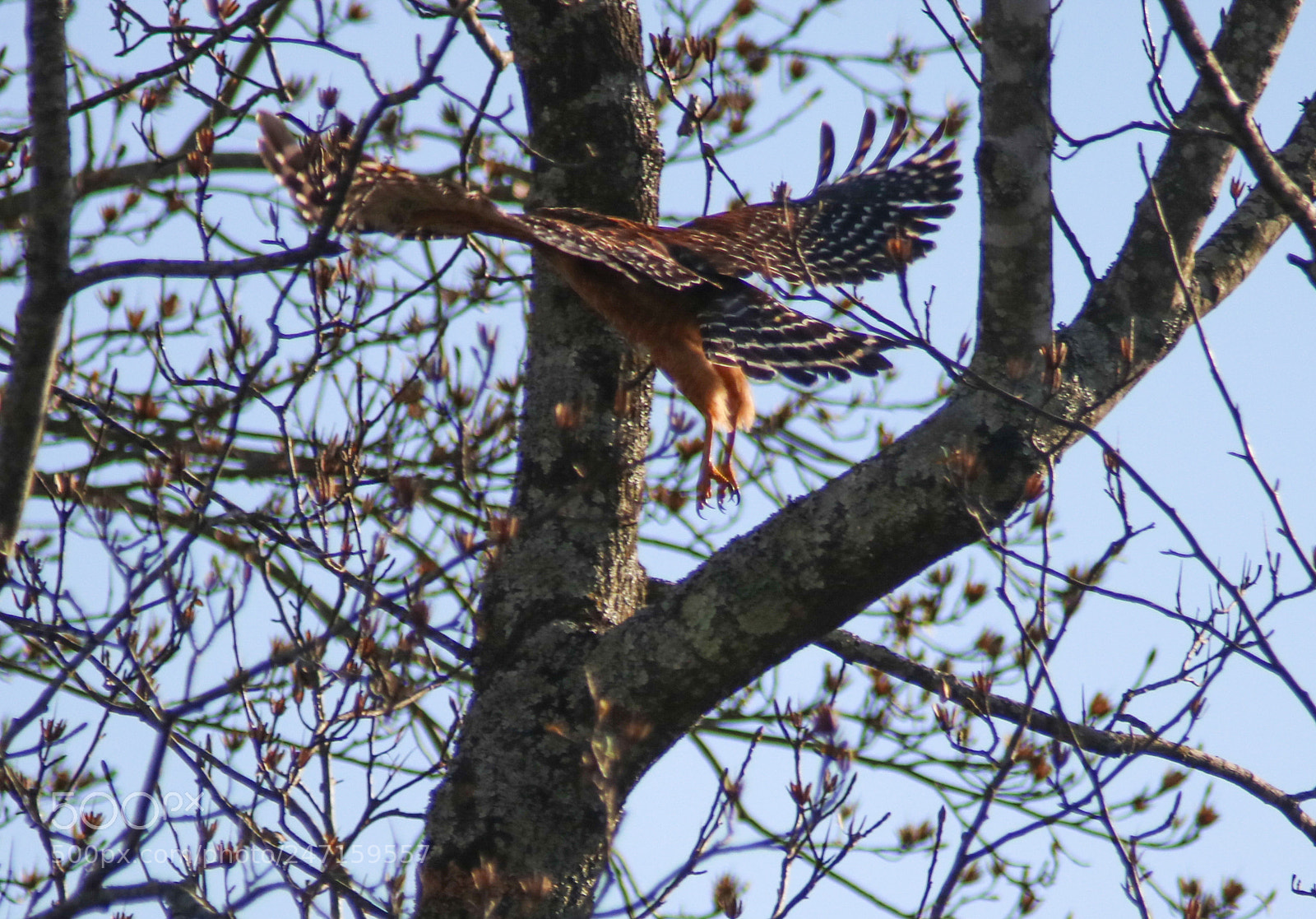 Canon EOS 760D (EOS Rebel T6s / EOS 8000D) sample photo. The hawk photography