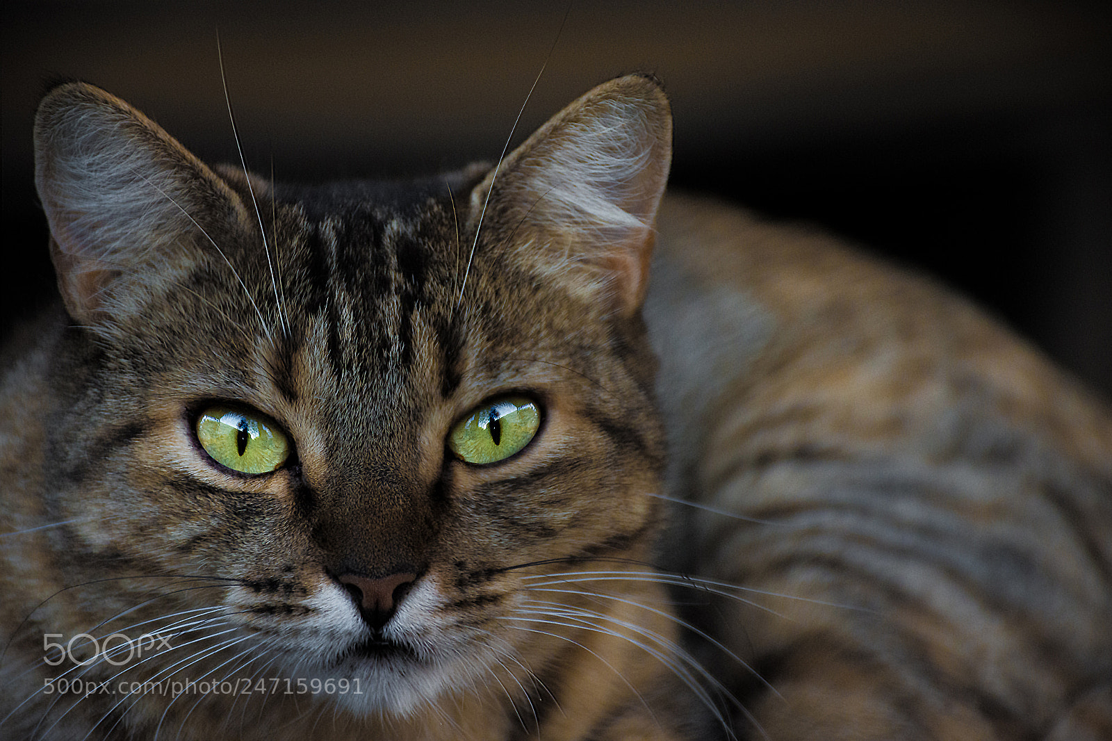 Nikon D7200 sample photo. Deep look photography