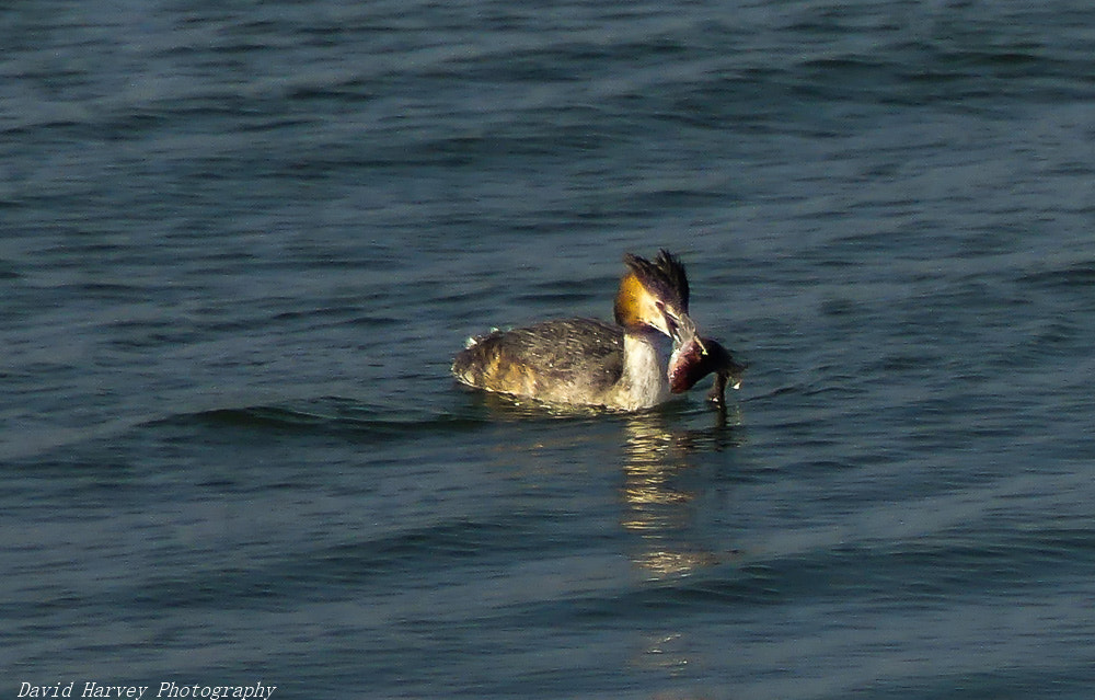 Panasonic DMC-FZ330 sample photo. Grebe taking fish supper home photography