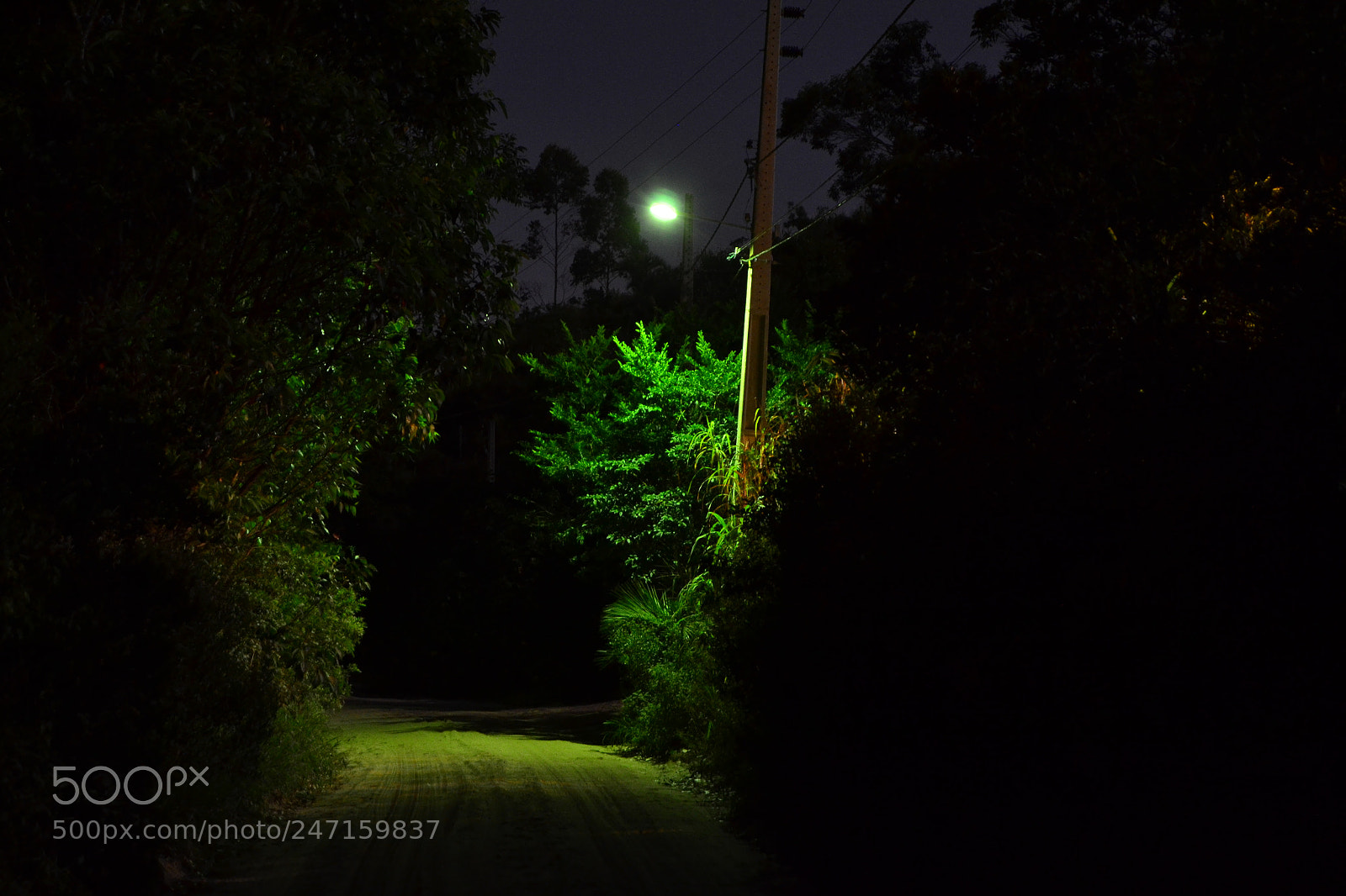 Nikon D3100 sample photo. 24744920205.jpg photography