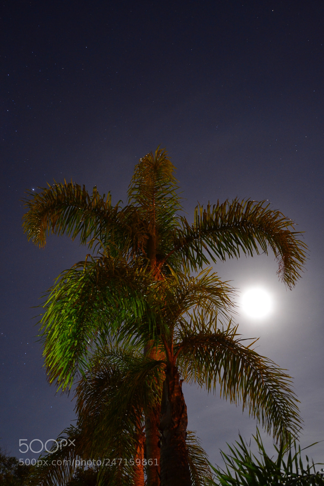 Nikon D3100 sample photo. 24718804346.jpg photography
