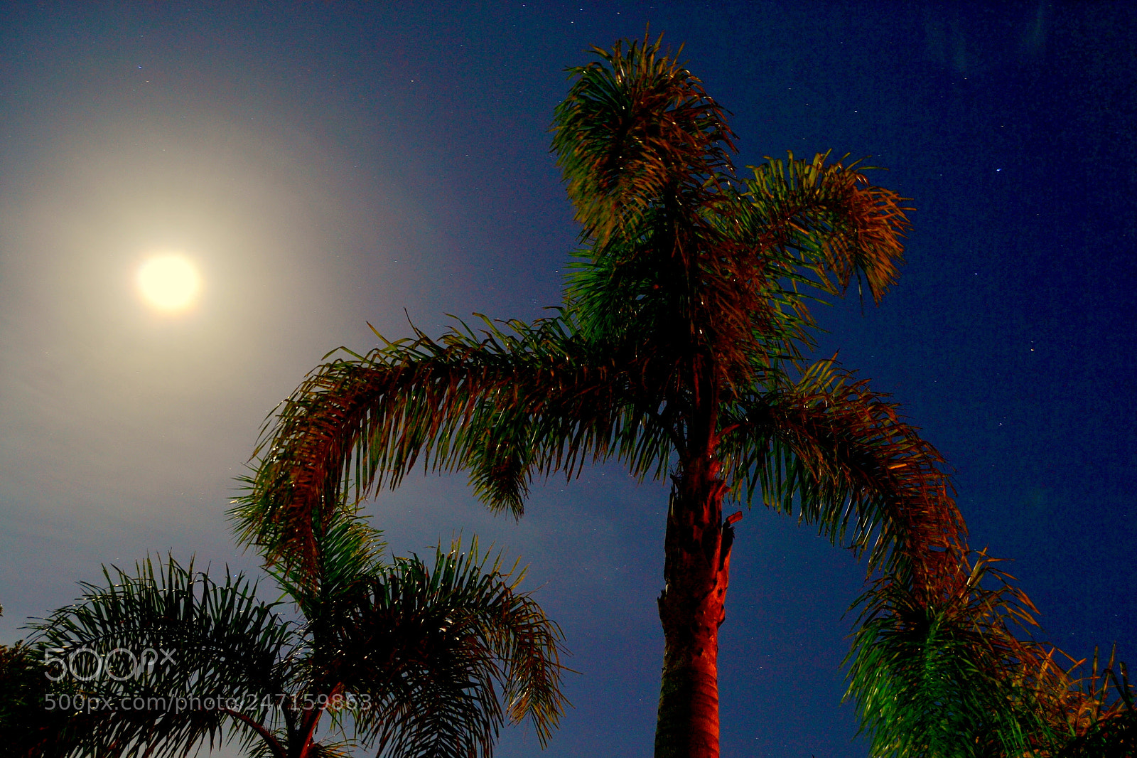 Nikon D3100 sample photo. 24744593035.jpg photography