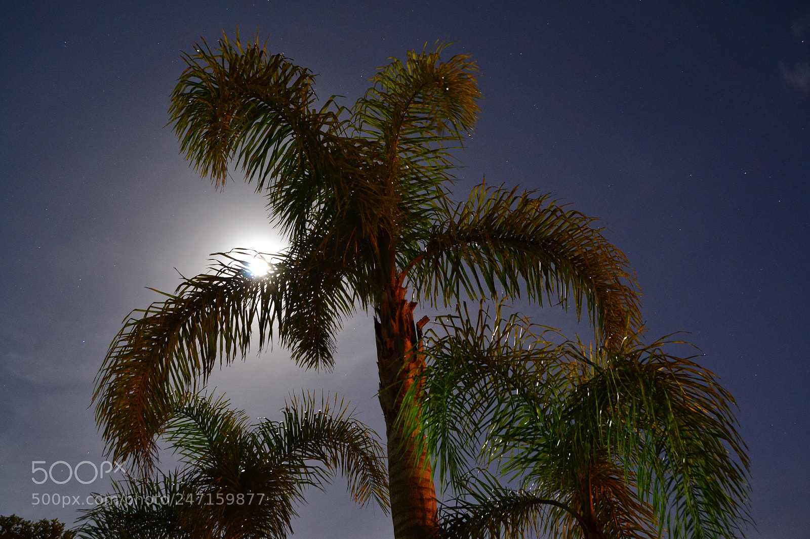 Nikon D3100 sample photo. 24377372579.jpg photography