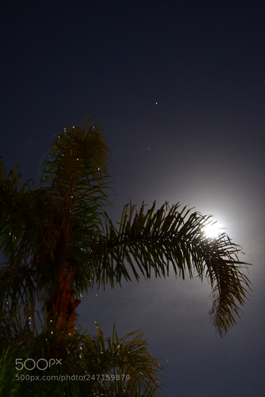 Nikon D3100 sample photo. 24745048075.jpg photography
