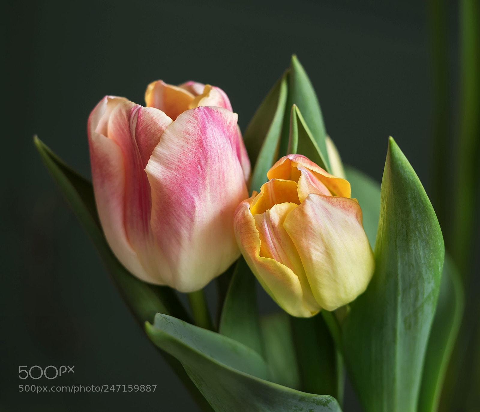 Olympus OM-D E-M1 sample photo. Tulip duo photography