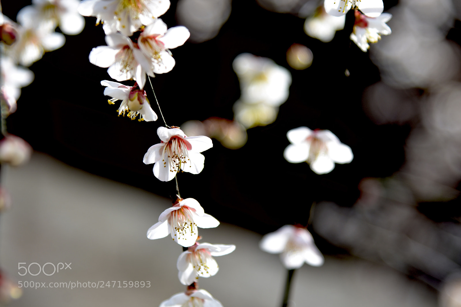 Nikon D7200 sample photo. Plum blossom photography