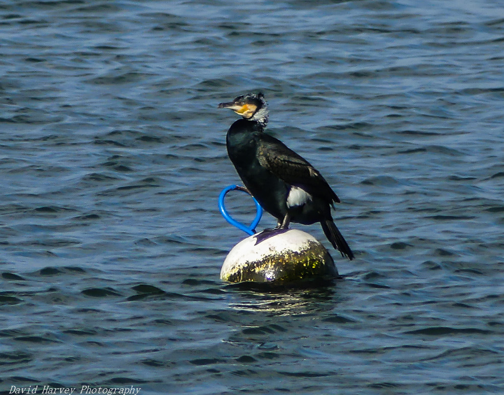 Panasonic DMC-FZ330 sample photo. Cormorant photography