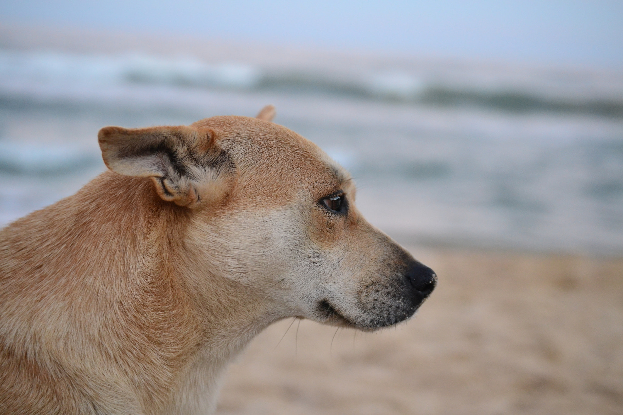 Nikon D3100 sample photo. 24118241413.jpg photography