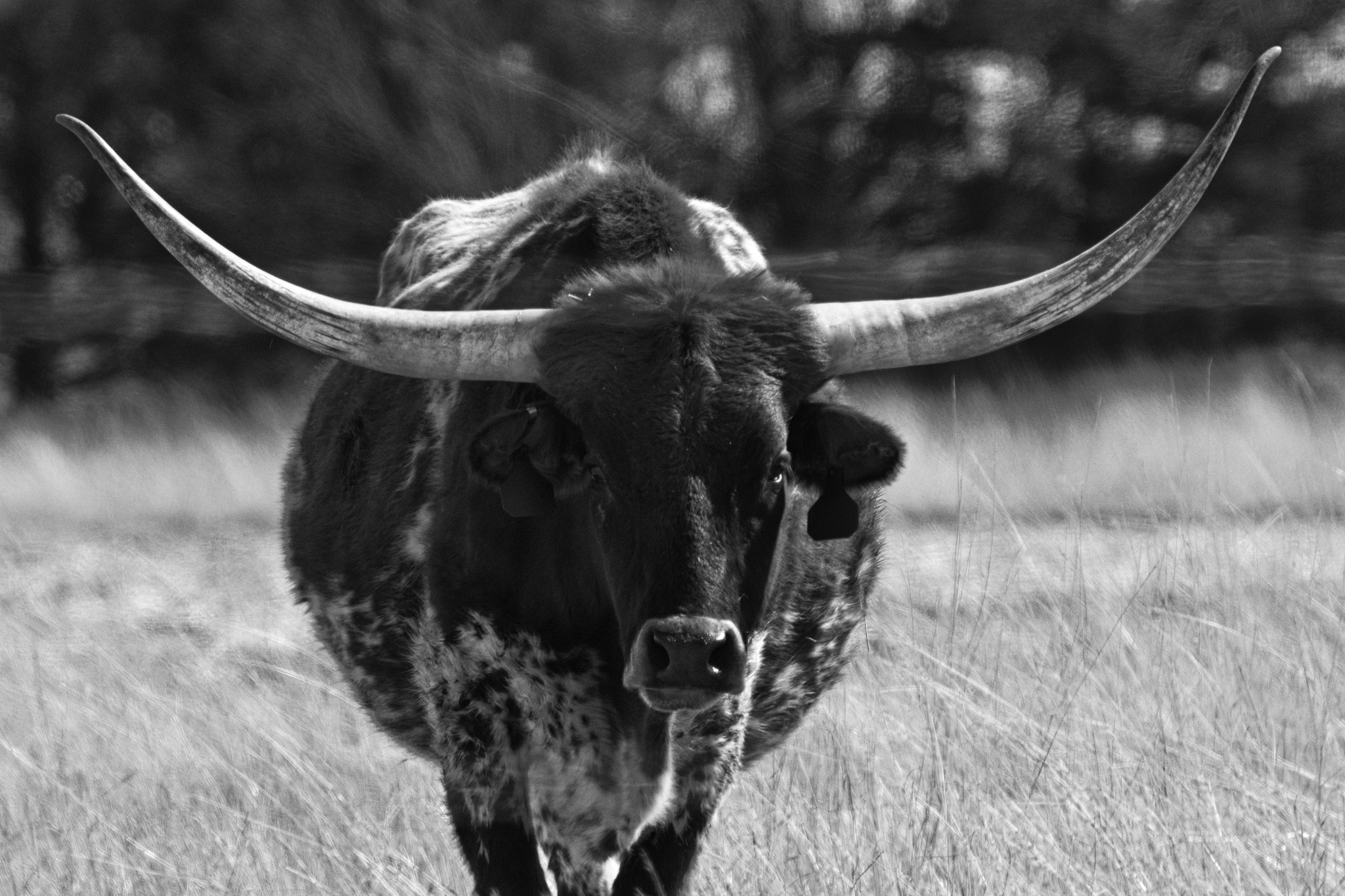 Canon EF 400mm F5.6L USM sample photo. Texas longhorn through barbwire photography