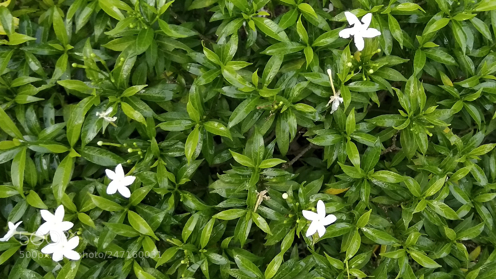 Xiaomi Redmi Note 4 sample photo. Karambosa1 photography