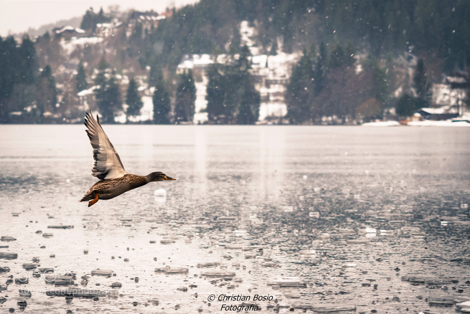Olympus OM-D E-M10 II sample photo. Winter flight photography