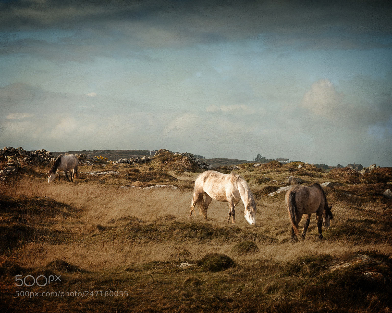 Nikon D700 sample photo. Connemara ponies photography