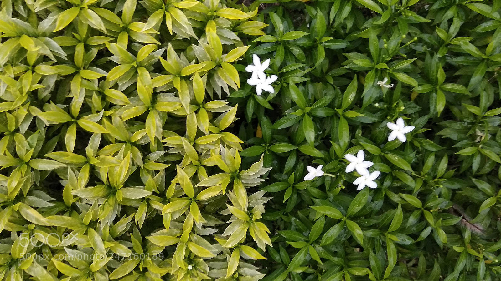 Xiaomi Redmi Note 4 sample photo. Karambosa3 photography