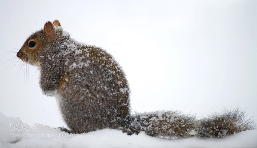 Nikon D850 sample photo. Snow squirrel photography